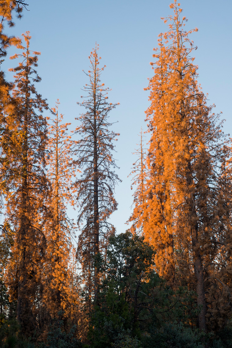 Sierra Nevada Sugar Pine