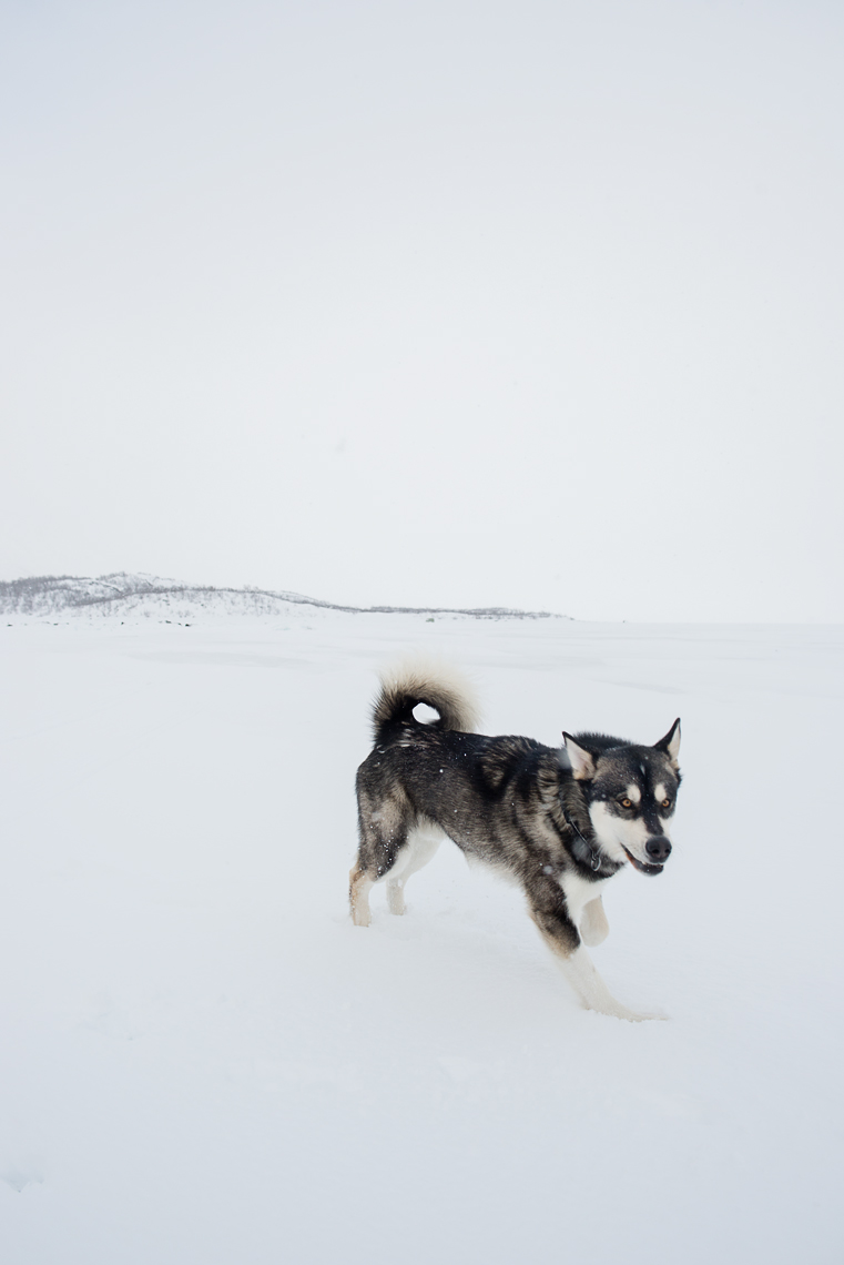 Malamute running on a frozen lake in Sweden 