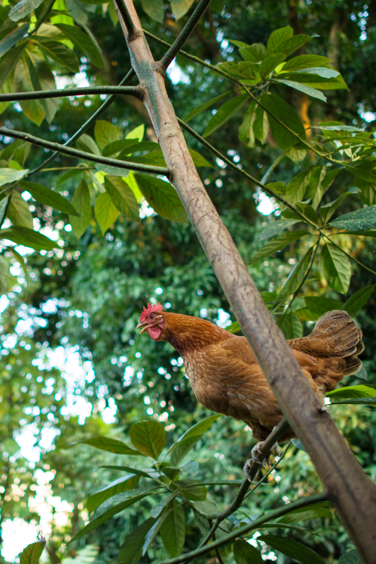 Chicken in a tree
