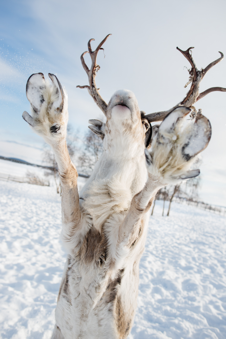 Leaping reindeer full of joy