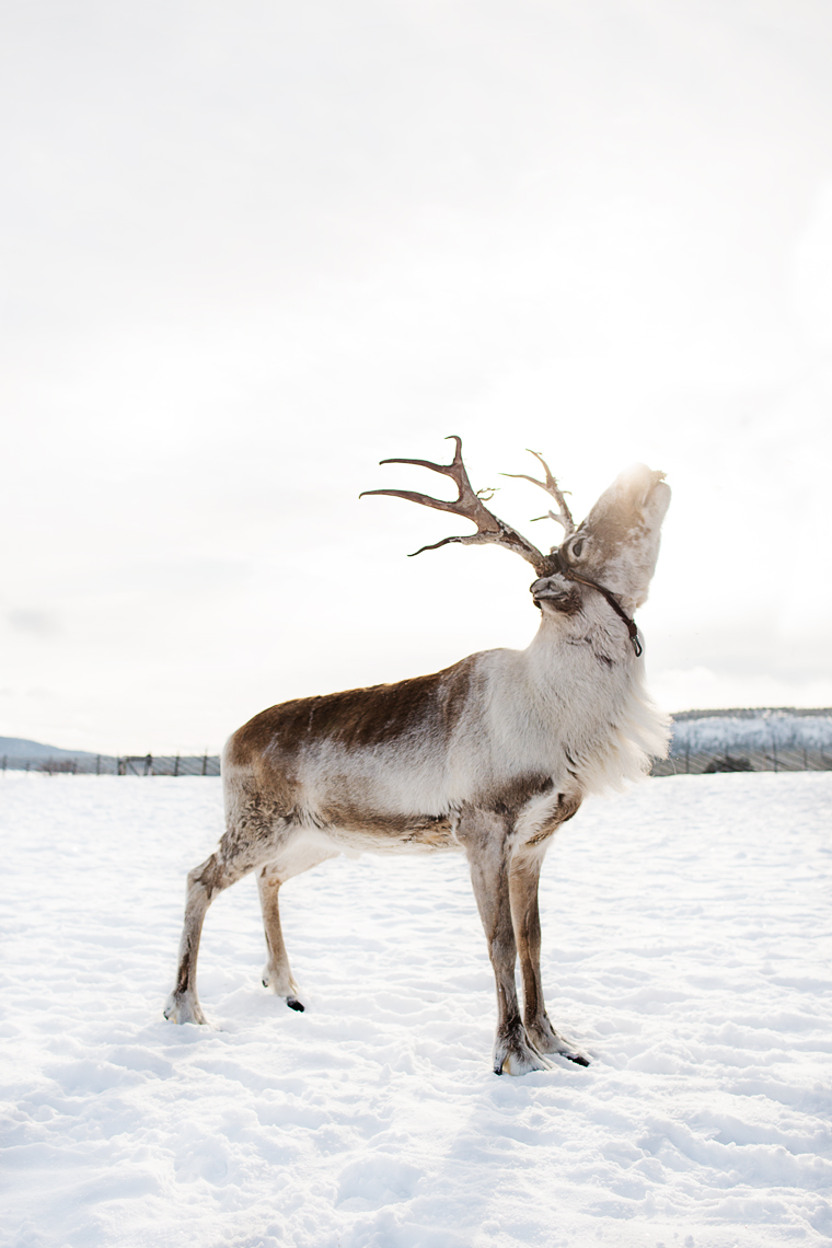 Swedish Reindeer 
