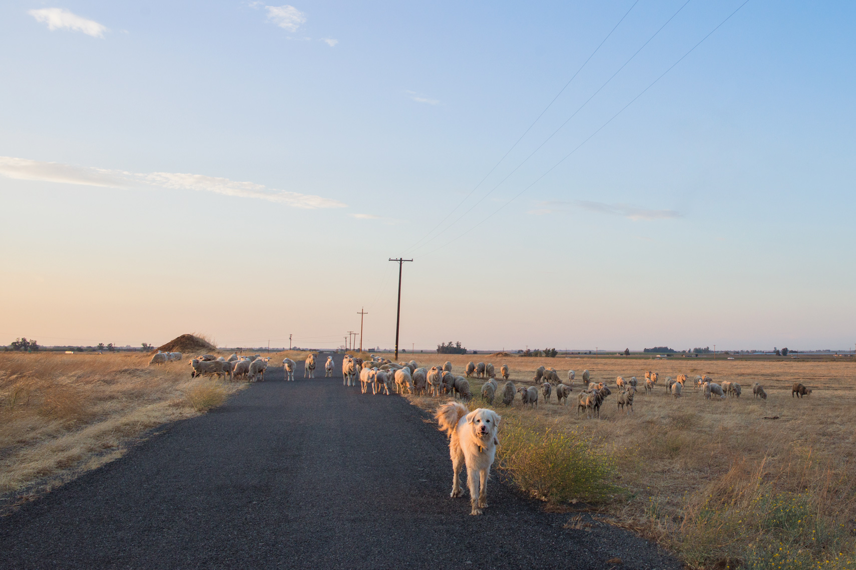 Sheep dog