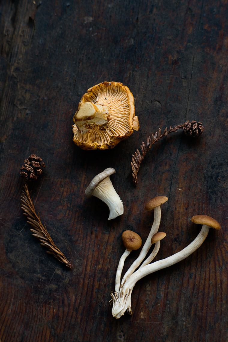 Chanterelle mushroom, oyster mushroom