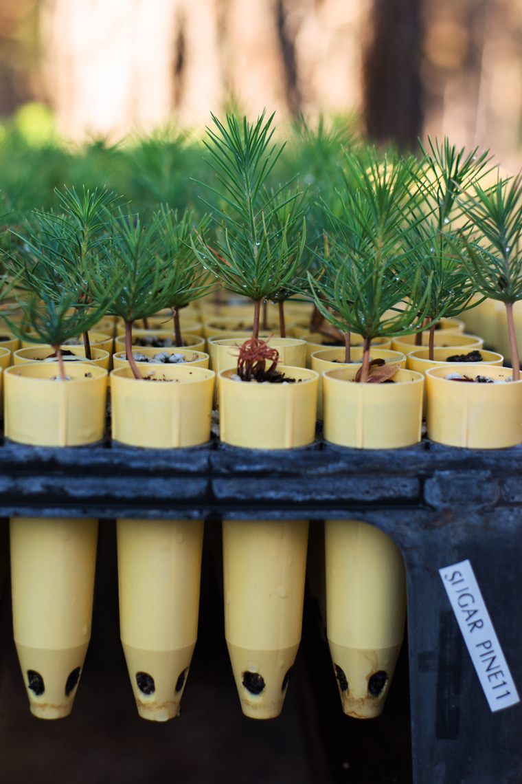 Sugar pine seedlings