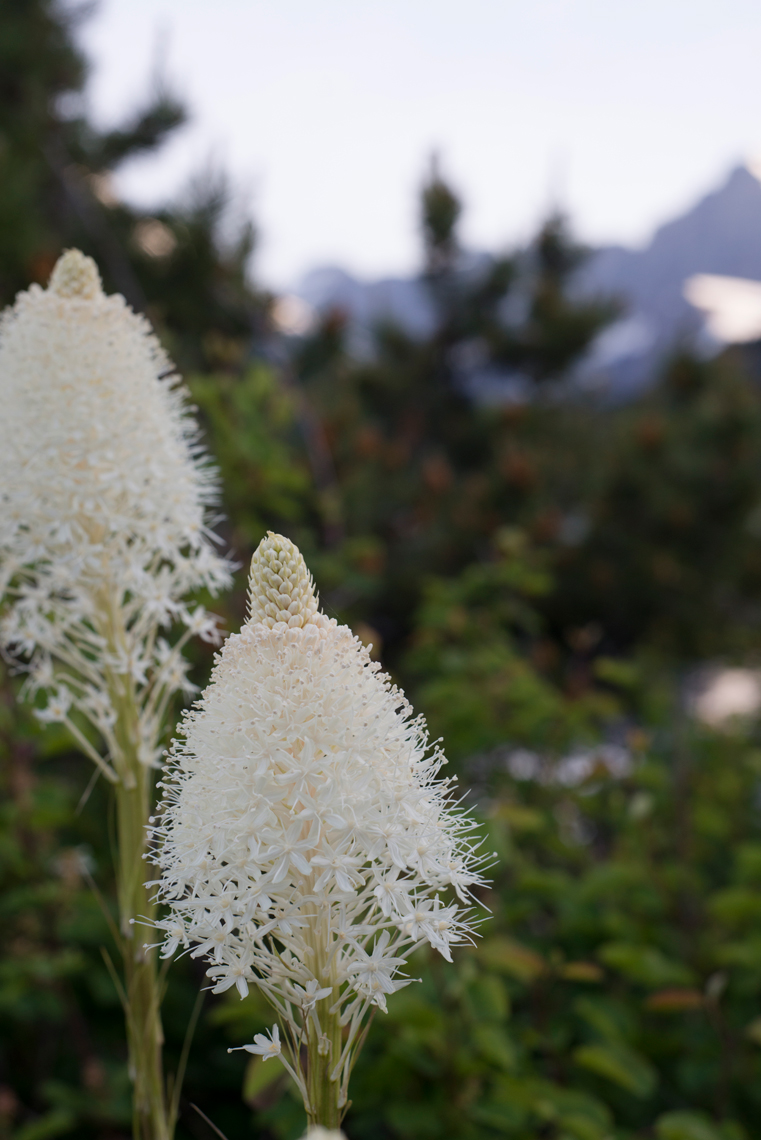 v_GLACIER_SFO0030